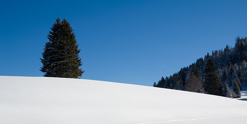 Snowy landscape