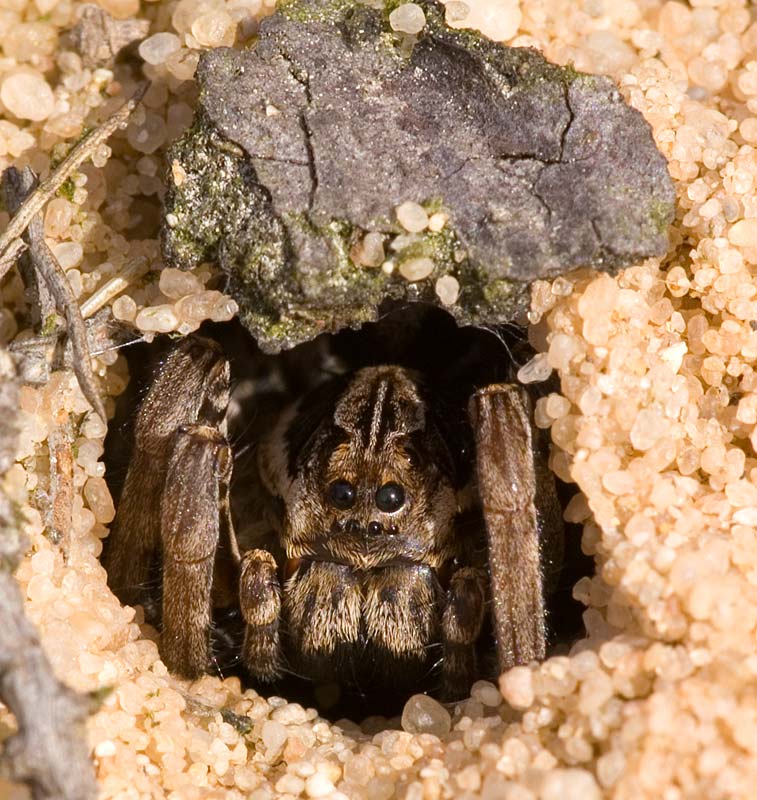 Wolf spider