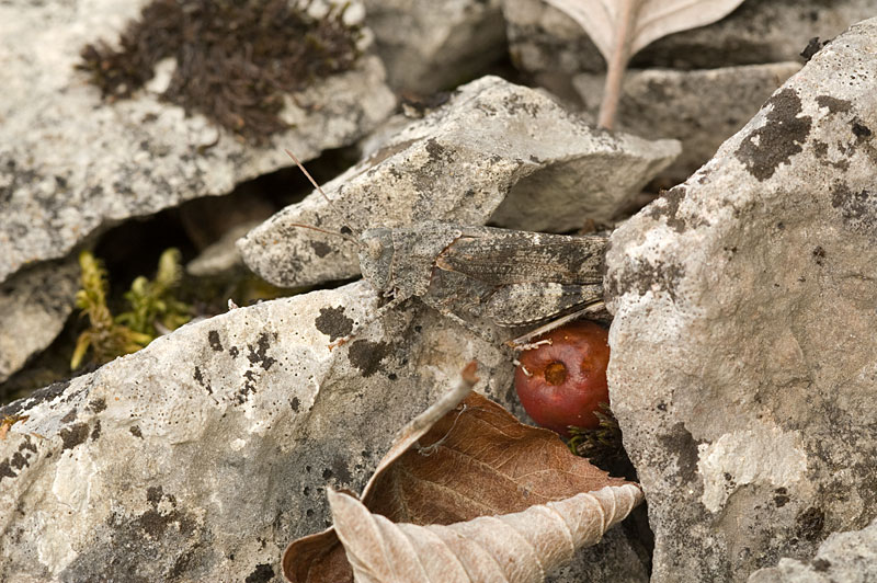 Blue-winged Grasshopper