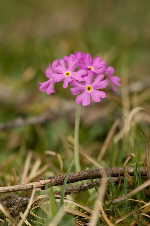 Bird's-Eye Primrose