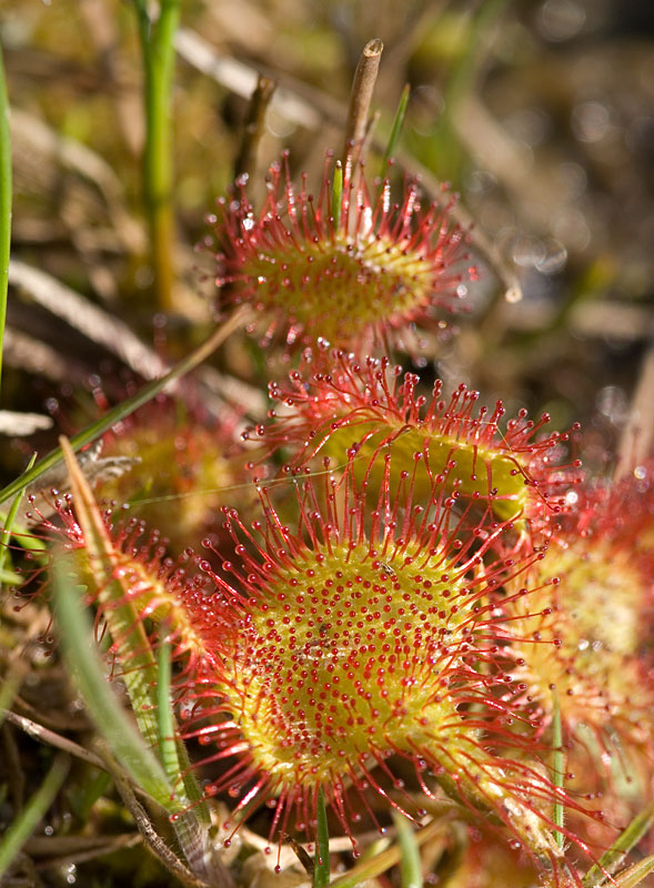 Sundew