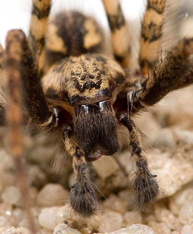 Trichterspinne