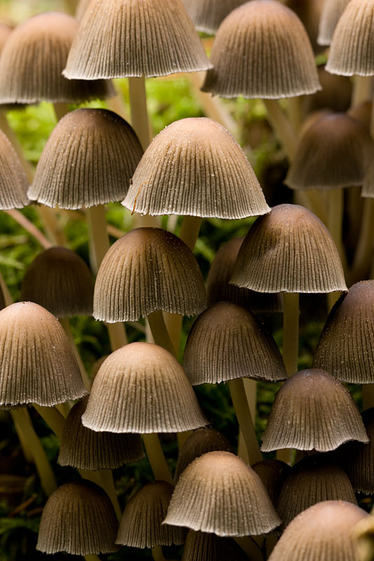 Coprinus disseminatus