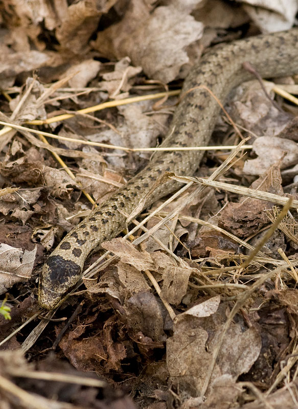 Coronella austriaca