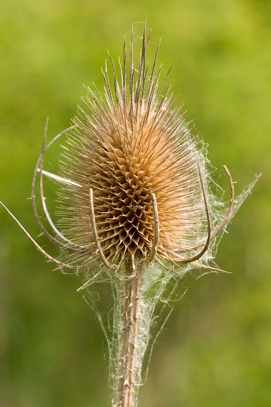 Dipsacus