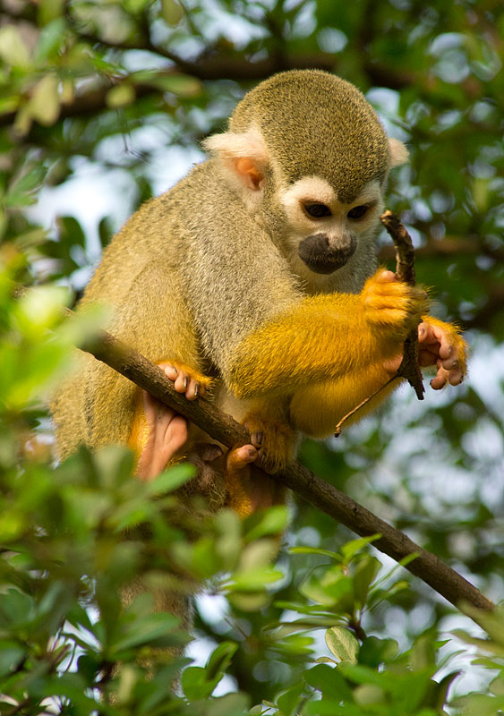 Squirrel Monkey