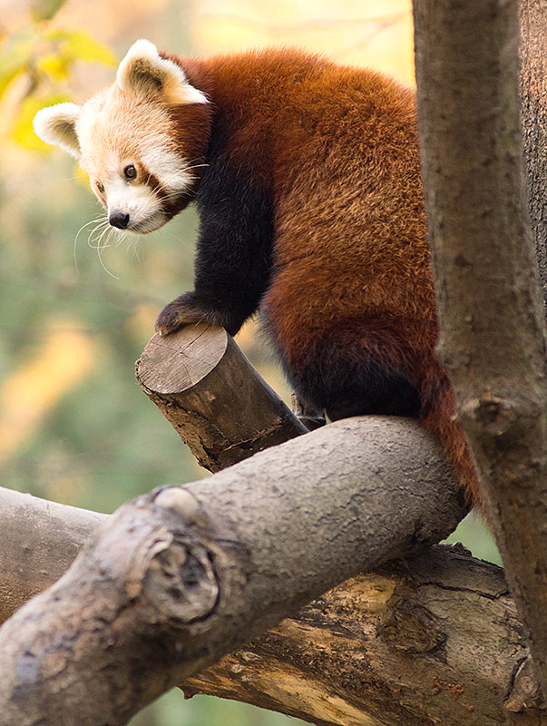 Lesser Panda