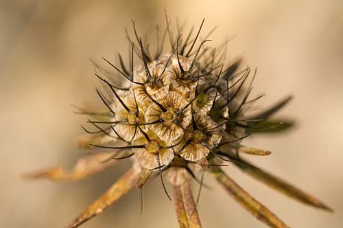 Review of the Minolta 3x-1x Macro Zoom