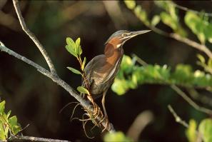 Green Heron