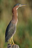 Green Heron