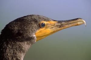 Double-crested Cormorant