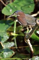 Green Heron