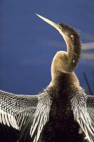 Anhinga