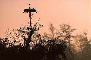 Schlangenhalsvogel