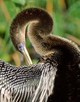 Schlangenhalsvogel