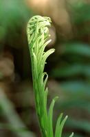 Resurrection Fern