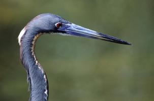 Tricolored Heron