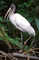 Wood Stork