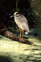 Night Heron