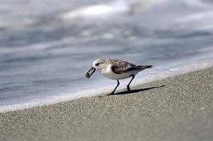 Sanderling