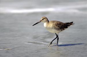 Willet