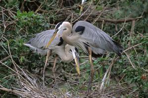 Great Blue Heron