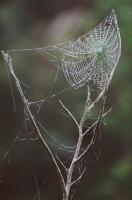 Spider web