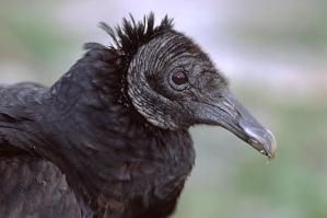 Black Vulture