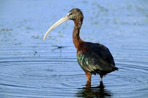 Glossy Ibis