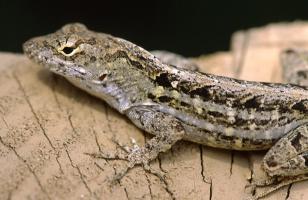 Brown Anole