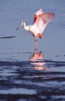 Roseate Spoonbill