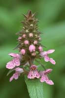 Marsh Woundwort