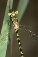 Green Emerald Damselfly