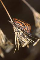 Striped Shield Bug