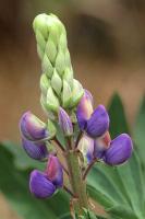 Lupine