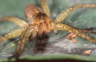 Raft Spider