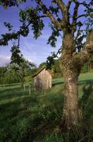 Cherry tree grove