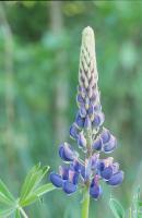 Lupine