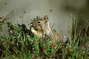 Ground Squirrel