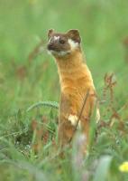 Weasel