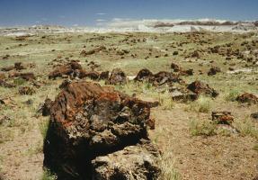 Petrified Forest