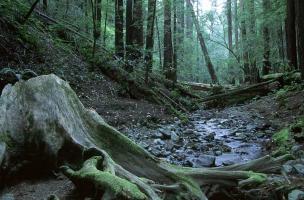 Muir Woods