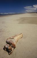 Oregon Dunes