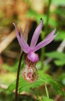 Fairy Slipper