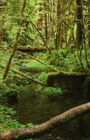 Hoh Rain Forest