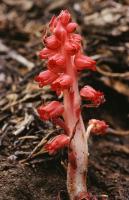 Snow Plant