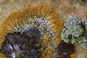 Lichens