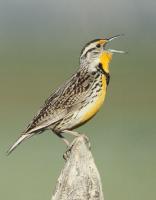 Western Meadowlark