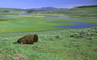 Bison in Hayden Valley