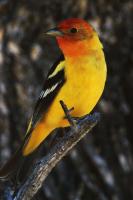 Western Tanager